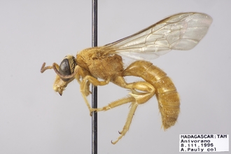 Thrinchostoma fulvum CF2P1 final